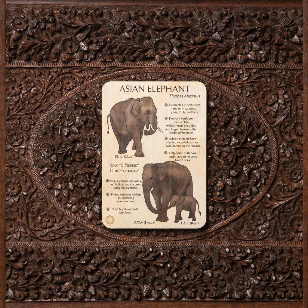 Asian Elephant Fun Facts Timber Tile + Matching Colour In Card