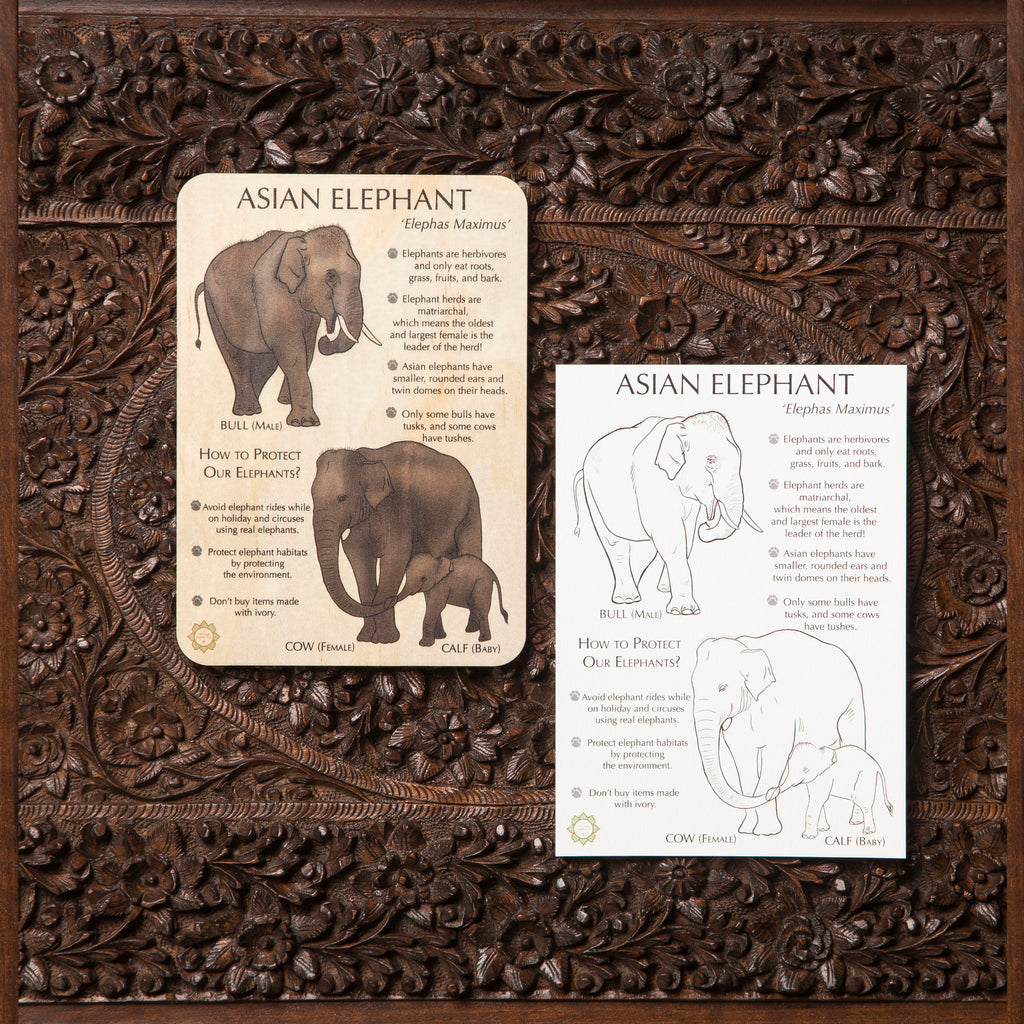 Asian Elephant Fun Facts Timber Tile + Matching Colour In Card