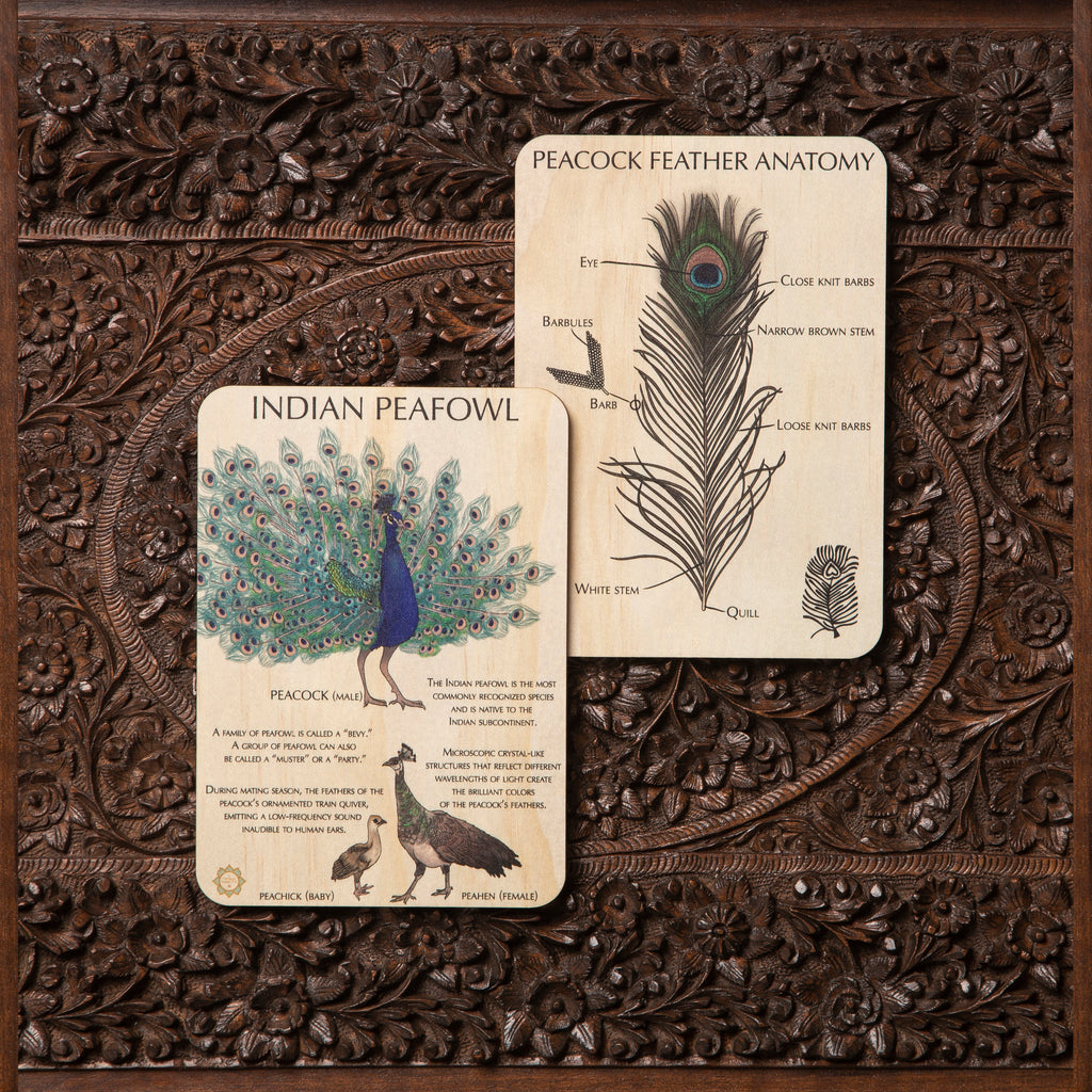 Indian Peafowl Fun Facts + Feather Anatomy Timber Tile + Matching Colour In Card